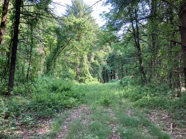 Campbell Land (Sargent Rd), Boxborough Sudbury Valley Trustees
